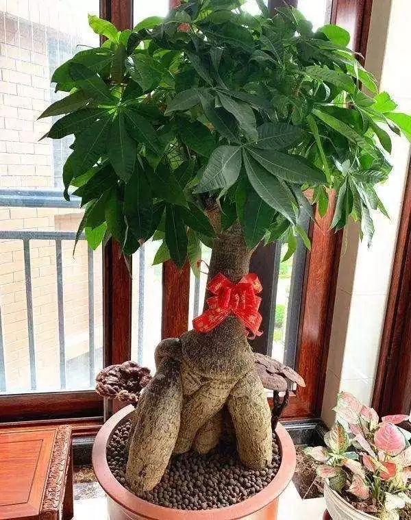 2、各種發財樹圖片大全:發財樹有幾種，求圖片