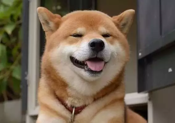 猴女和狗男屬相合不合：屬猴和屬狗合不合