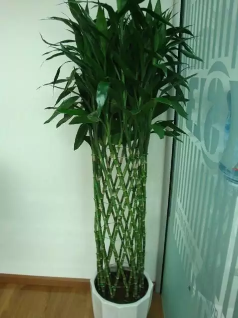1、辟旺宅旺財植物花卉:哪些植物能在風水上化煞生旺
