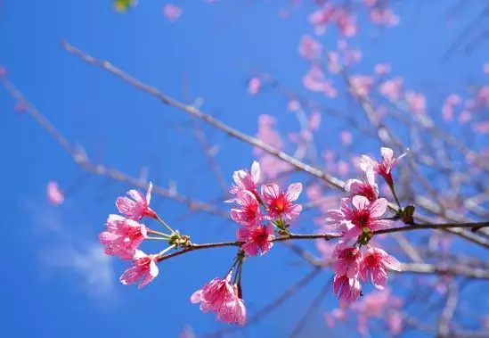 7月哪個屬相最外遇爛桃花：怎麼打造姻緣桃花_斬爛桃花的風水呢？