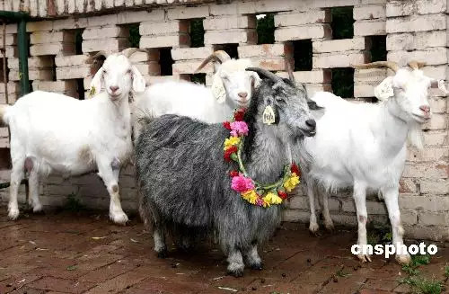 最不易養羊的屬相是什麼：屬猴的人能不能養羊？