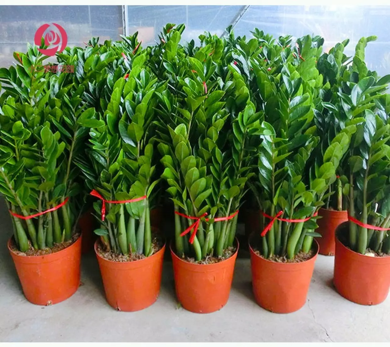 4、客廳十大招財植物:客廳擺放什麼植物好 6種客廳招財植物
