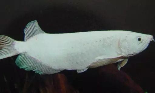 救命!!!!!!!!養的龍魚老有問題,已經死了好幾條了,死後都是垂直立着,頭向上.水溫控制也一直控制在30度.