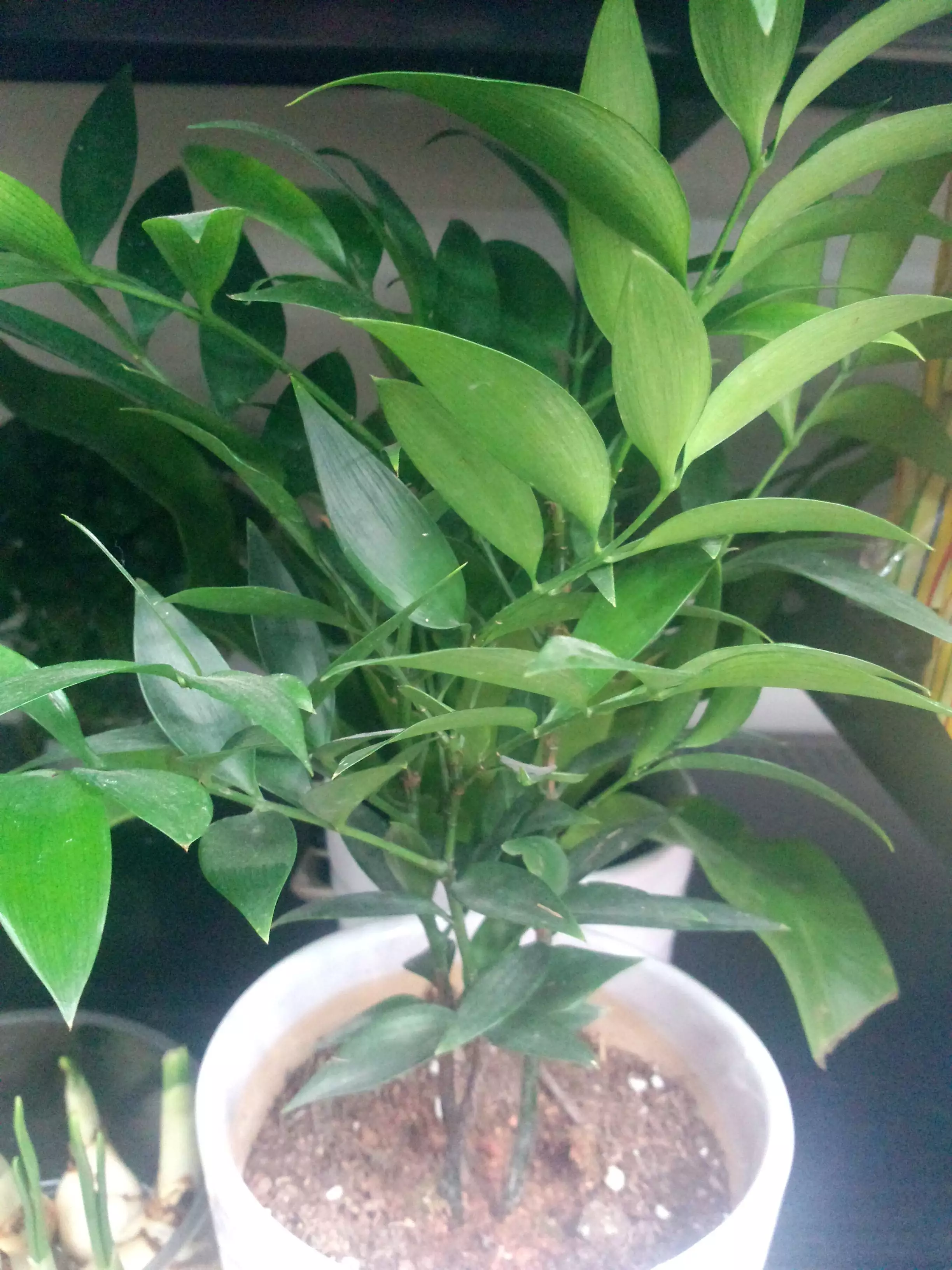 屬兔的辦公室放什麼植物好：屬兔的辦公桌什麼植物好