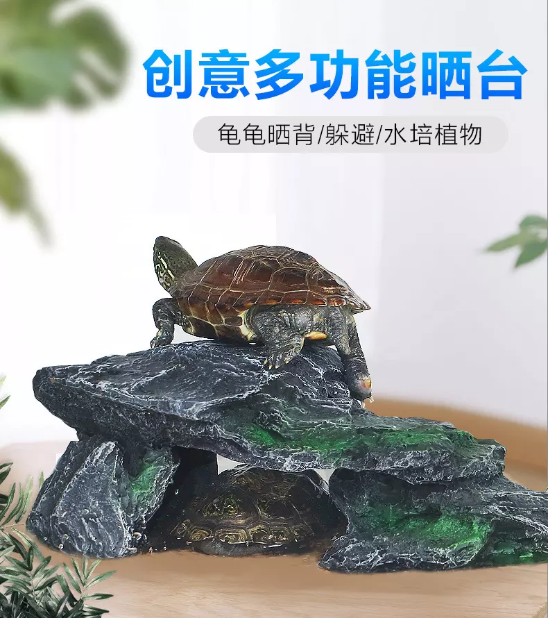 養龜新手從什麼龜養起：剛開始養龜養哪一種合適？