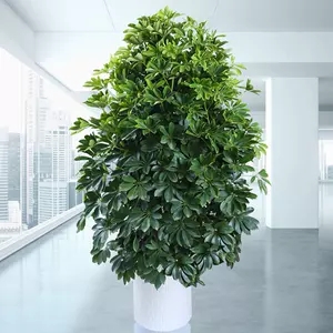 5、搖錢樹綠植圖片:搖錢樹品種有哪些圖片