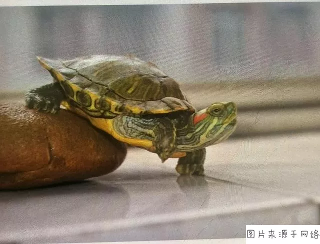 養的烏龜丟了什麼預兆：去的時候野生龜丟了：是什麼預兆對我及家人好不好