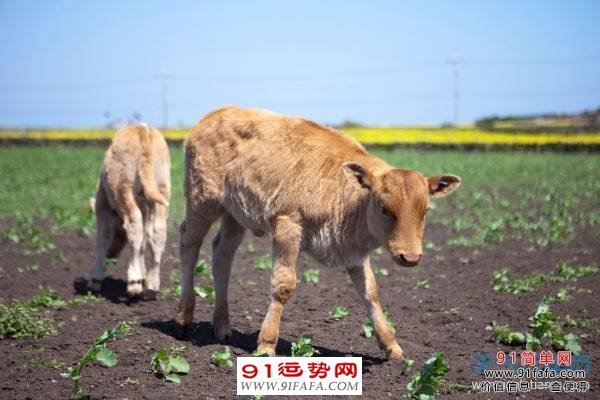 老虎跟猴子屬相合不合母子：屬虎得和屬猴的母子會不會欠好