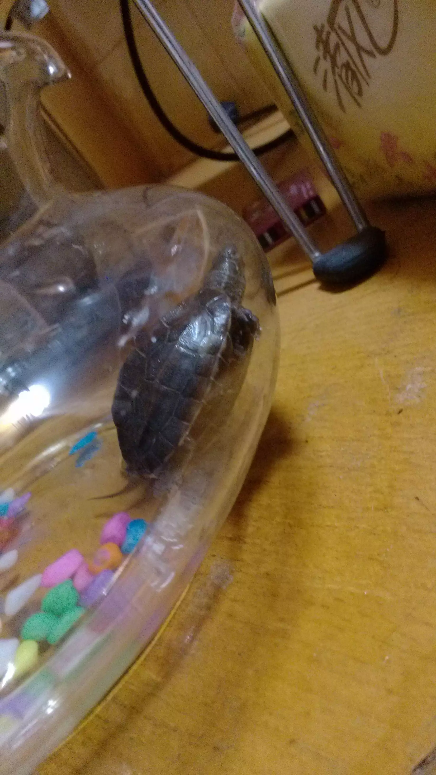 自己養的烏龜死了怎麼安葬好：烏龜死了怎麼安葬？