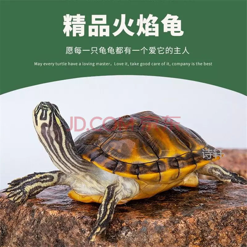 2、十大深水龜排名圖片:有沒有淡水的深水龜品種