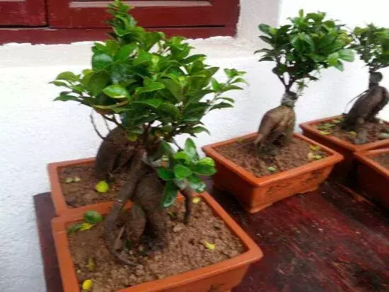 3、發財樹的修剪方法:發財樹的修剪方法是什麼？