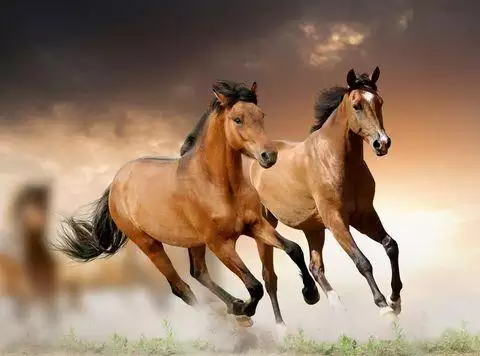 屬相婚配馬和馬相配如何：屬馬的和屬馬的配嗎？