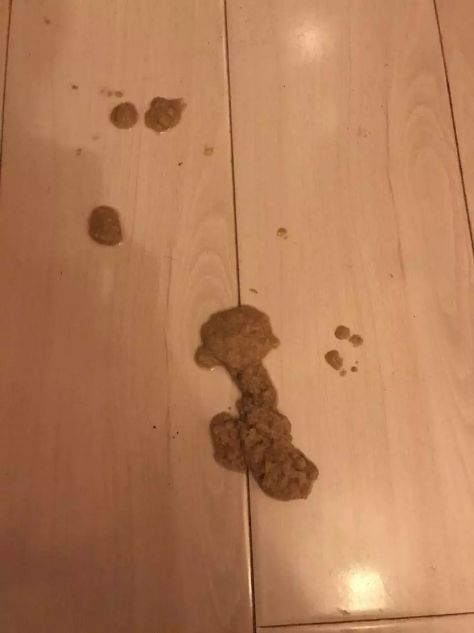 4、小貓吐好幾次了，急～，**次吐的時候是未消化完的貓糧，後面就是黃