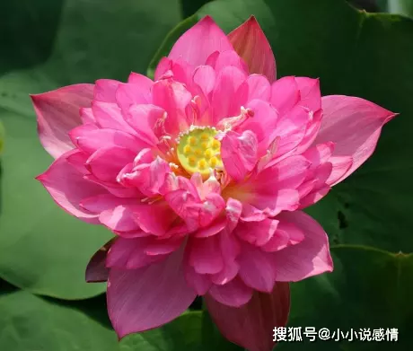 枯木逢春什麼屬相最好：枯木逢春又一年,且看人世六月天,這句話什麼意思呀？