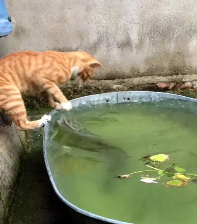 養魚為什麼要養一條黑魚：養魚必須帶一尾黑魚嗎?