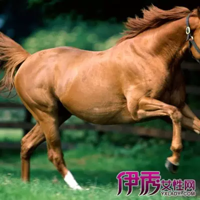屬馬的人與什麼屬相相配合：屬馬的人與什麼相配最好
