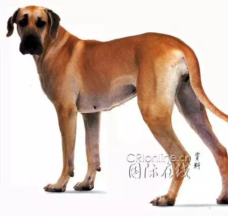 屬狗男與屬猴女屬相配嗎：年屬狗男和女屬猴相配嗎