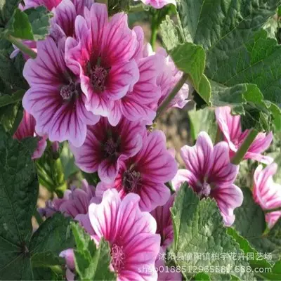 1、花卉圖片大全及花名及價格:花卉圖片大全及花名火炬花培養？