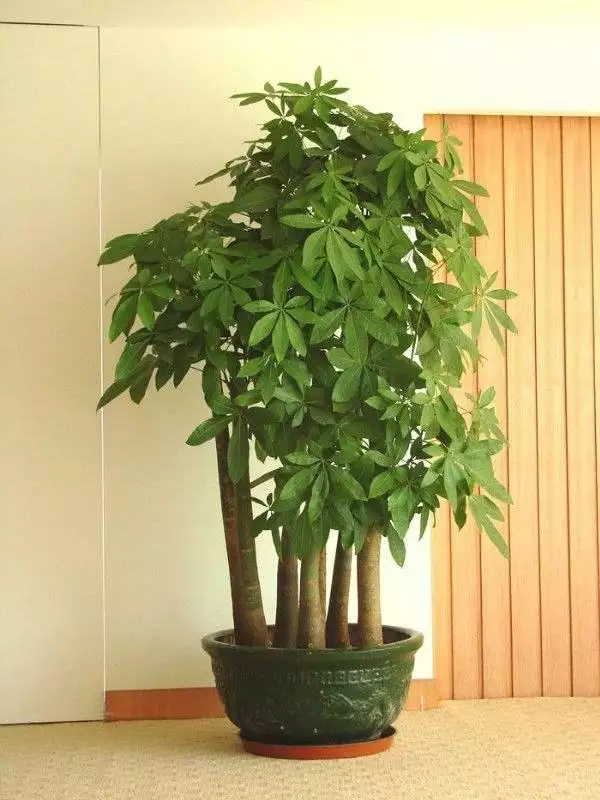 2、盆景發財樹怎麼養護修剪:如何讓發財樹四周發芽