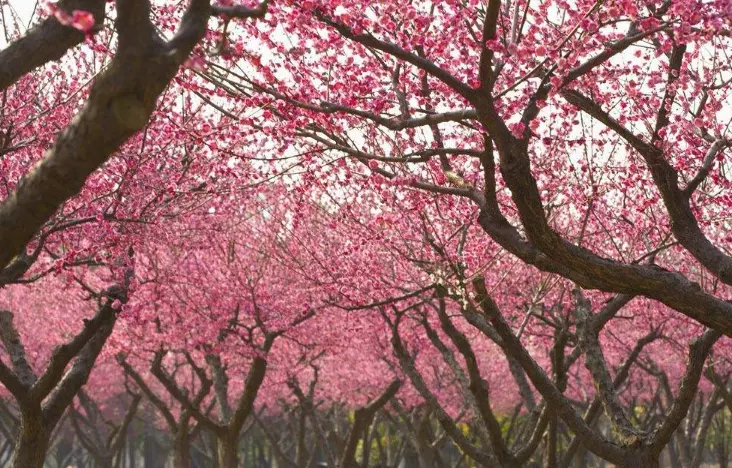 5、測試你近期的桃花運:桃花運測試：最近你有戀愛的機會嗎
