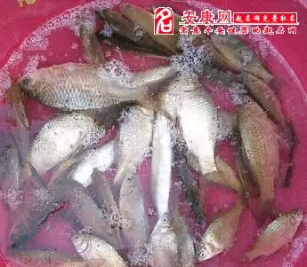 已婚女人夢見抓好多魚：已婚女人夢見抓好多魚