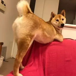 1、屬龍和屬狗的適合做夫妻嗎:屬相的婚配 屬狗的不能和屬龍的結婚嗎？