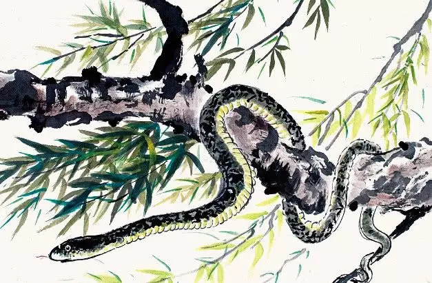 蛇和兔應該生個什麼屬相的寶寶好