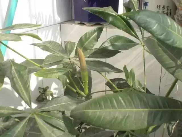 2、發財樹開花圖片:發財樹開花是什麼原因？
