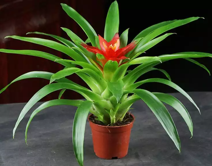 2、辦公室招財的植物:辦公室擺什麼植物招財轉運
