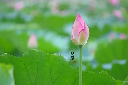 陽曆年1月26日啥屬相：陽曆年1月26號出生的人是什麼星座？