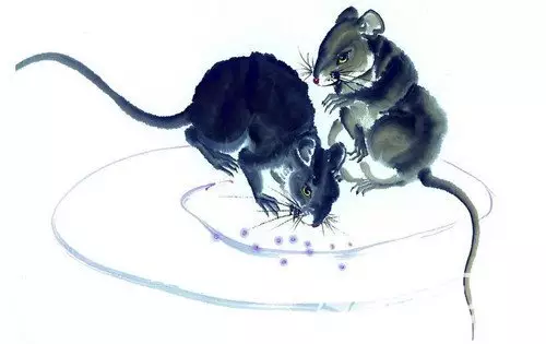 鼠與狗：年的鼠和狗在一起能發財嗎