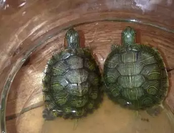 我家烏龜不知跑哪了，只知道還在家裡請問怎樣才能找出來