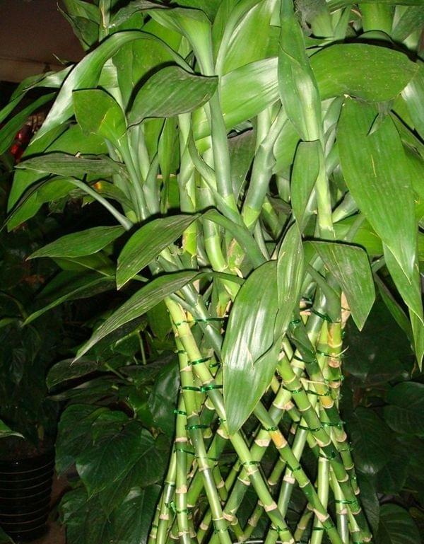屬相兔養的富貴竹是什麼樣的：屬相兔子今天運氣怎麼樣？