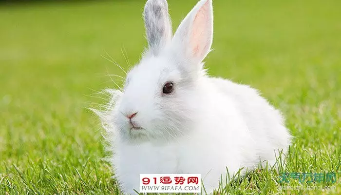3、屬兔幸運数字是多少:75年屬兔的幸運数字是多少