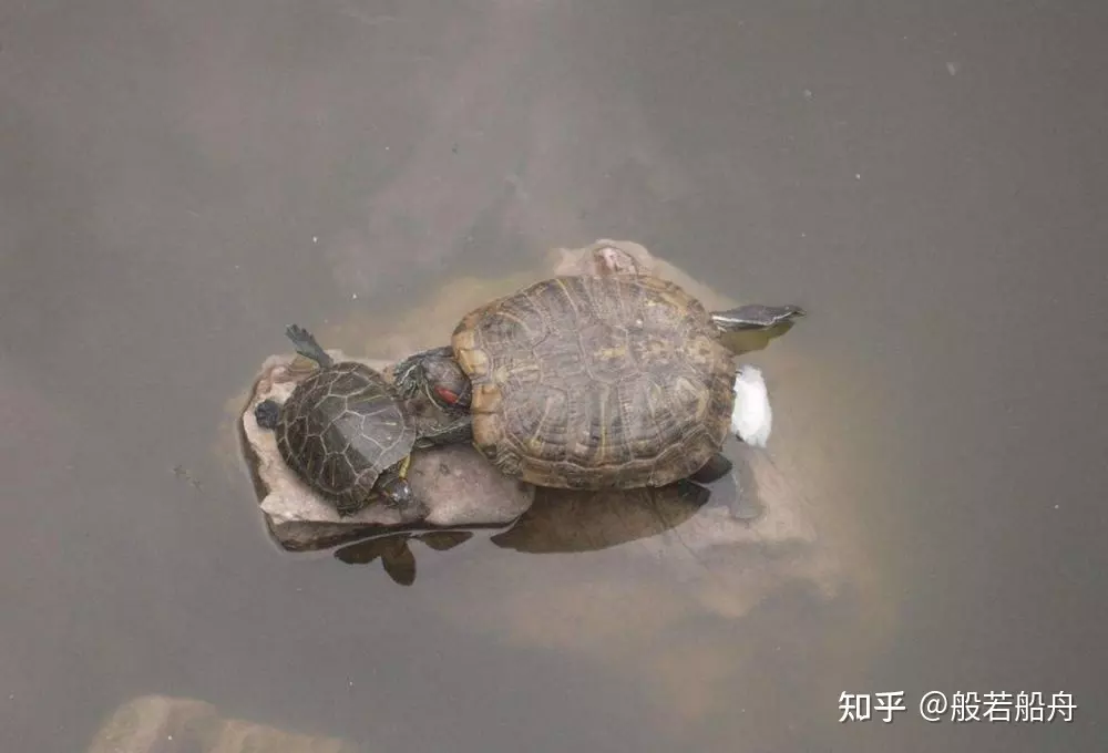 3、烏龜最快:正月哪天烏龜