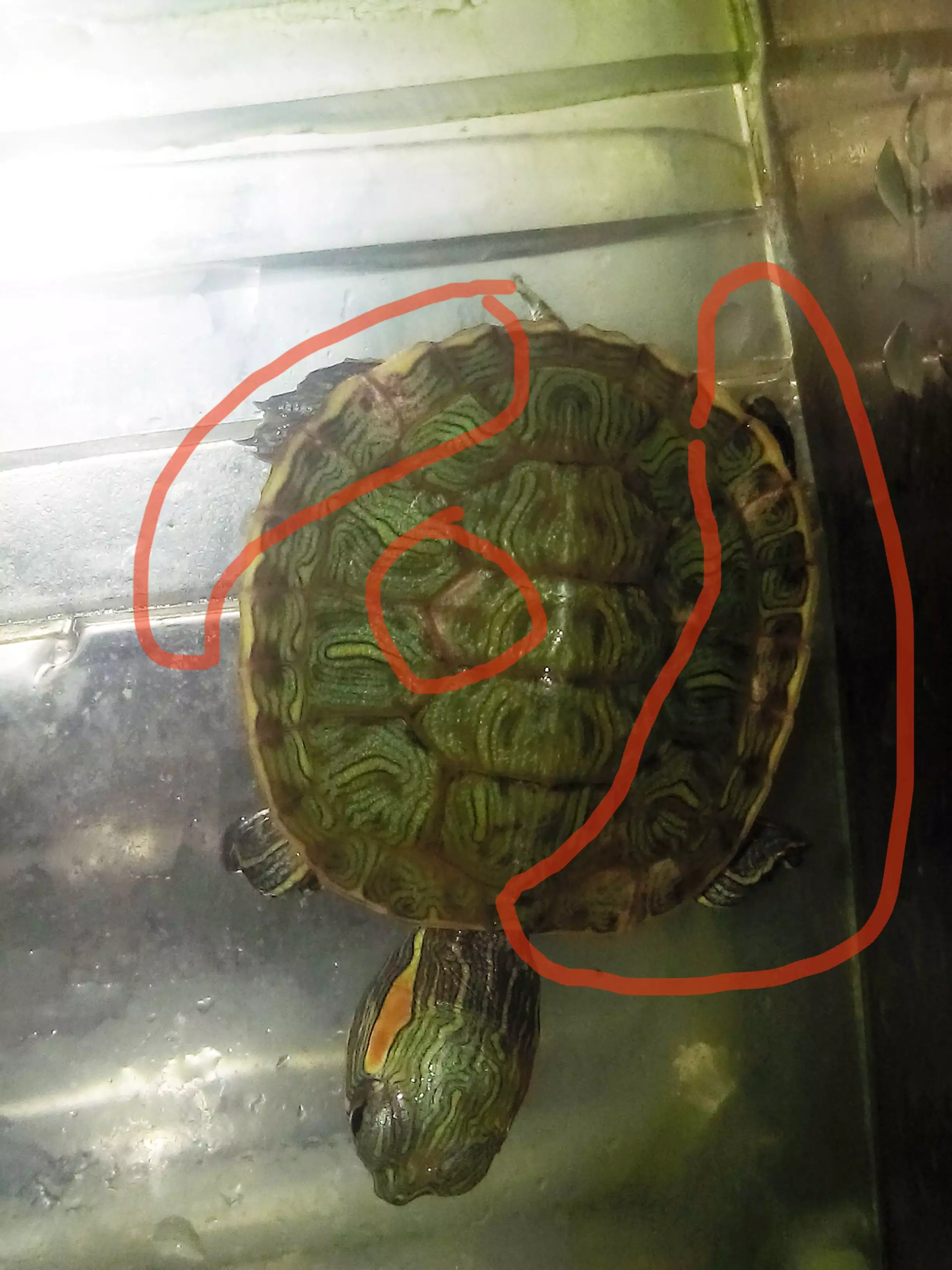 巴西龜一般養幾隻好一點：烏龜養幾隻比較吉利