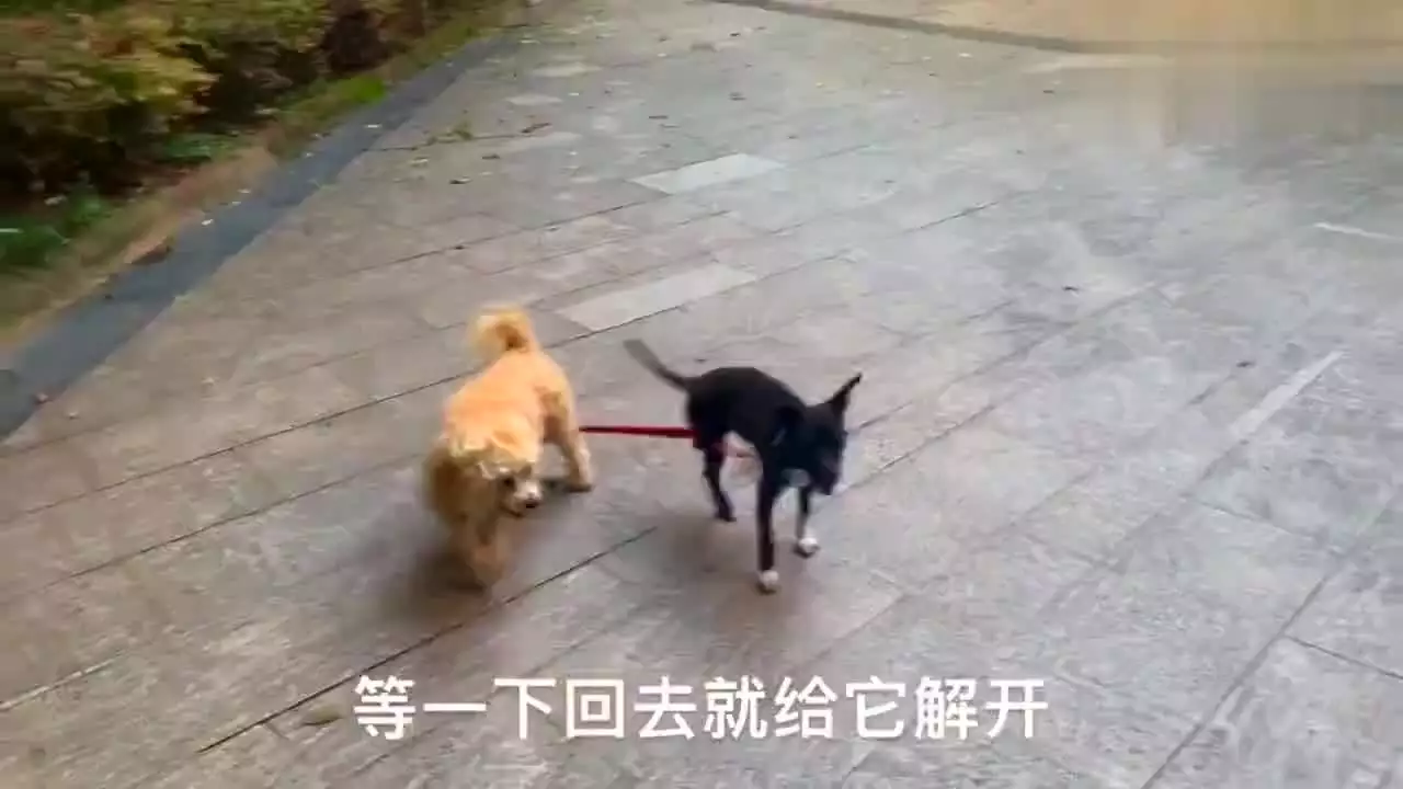 1、27歲狗配什麼婚姻好:屬狗的人和什麼屬相相配