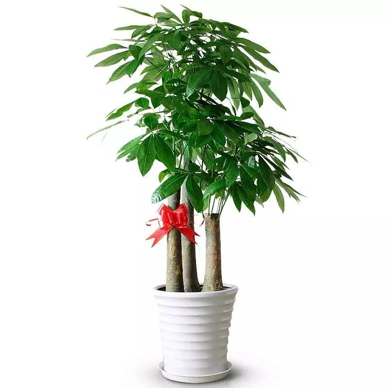 3、老闆辦公室適合放什麼植物和花:老闆辦公室一般放什麼盆景合適？麻煩哪位幾種