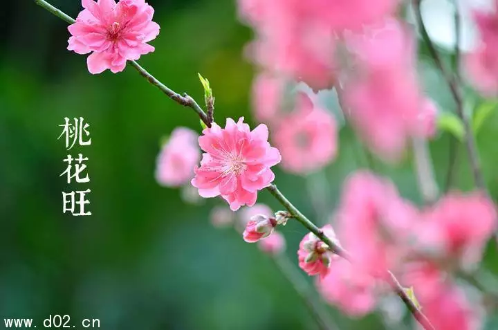 4、免費八字測桃花:八字算桃花：桃花愛情怎麼