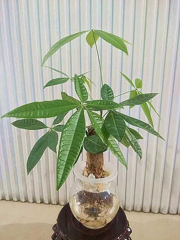 1、發財樹栽培的方法:怎樣栽培發財樹呢？發財樹的種植方法是什麼？