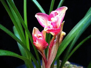 3、喜歡種蘭花的男人是什麼性格:喜歡蘭花的男人性格