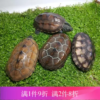 1、什麼生肖的人適合養龜:據說烏龜風水屬火,忌火的人不能養嗎?什麼寵物屬水?