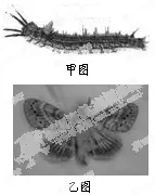 3、松毛蟲的婚配是一雌一雄嗎:松毛蟲基本信息 求你了！！！ 快！