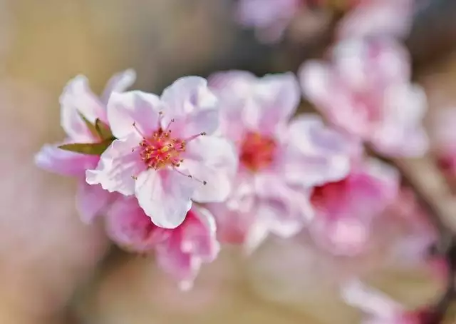 3、免費算正緣桃花何時到:“正緣桃花”是什麼意思？