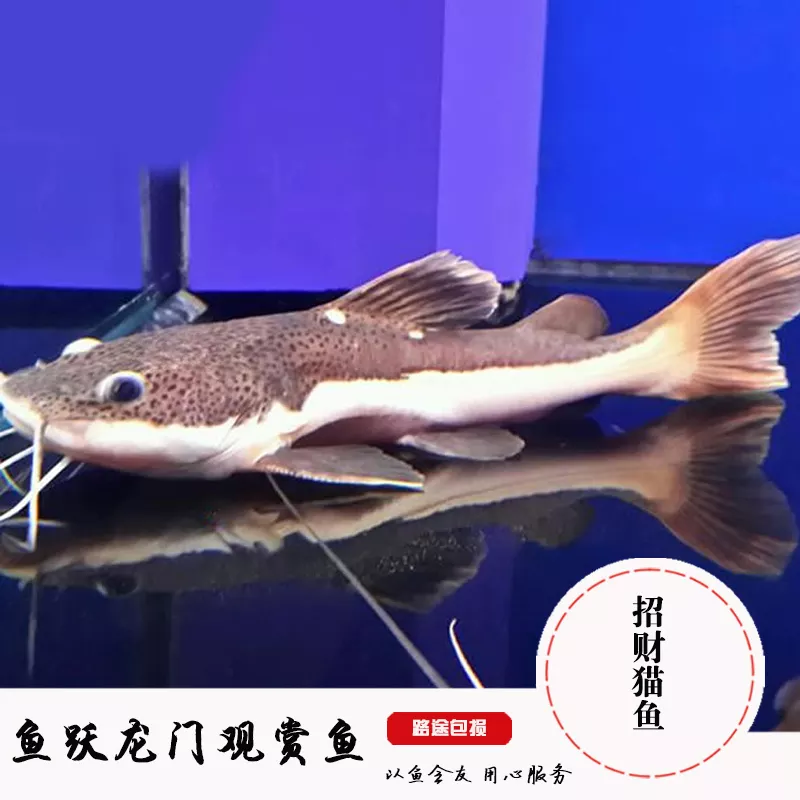 7、招財貓魚吃什麼食物:有一魚叫招財貓的吃什麼