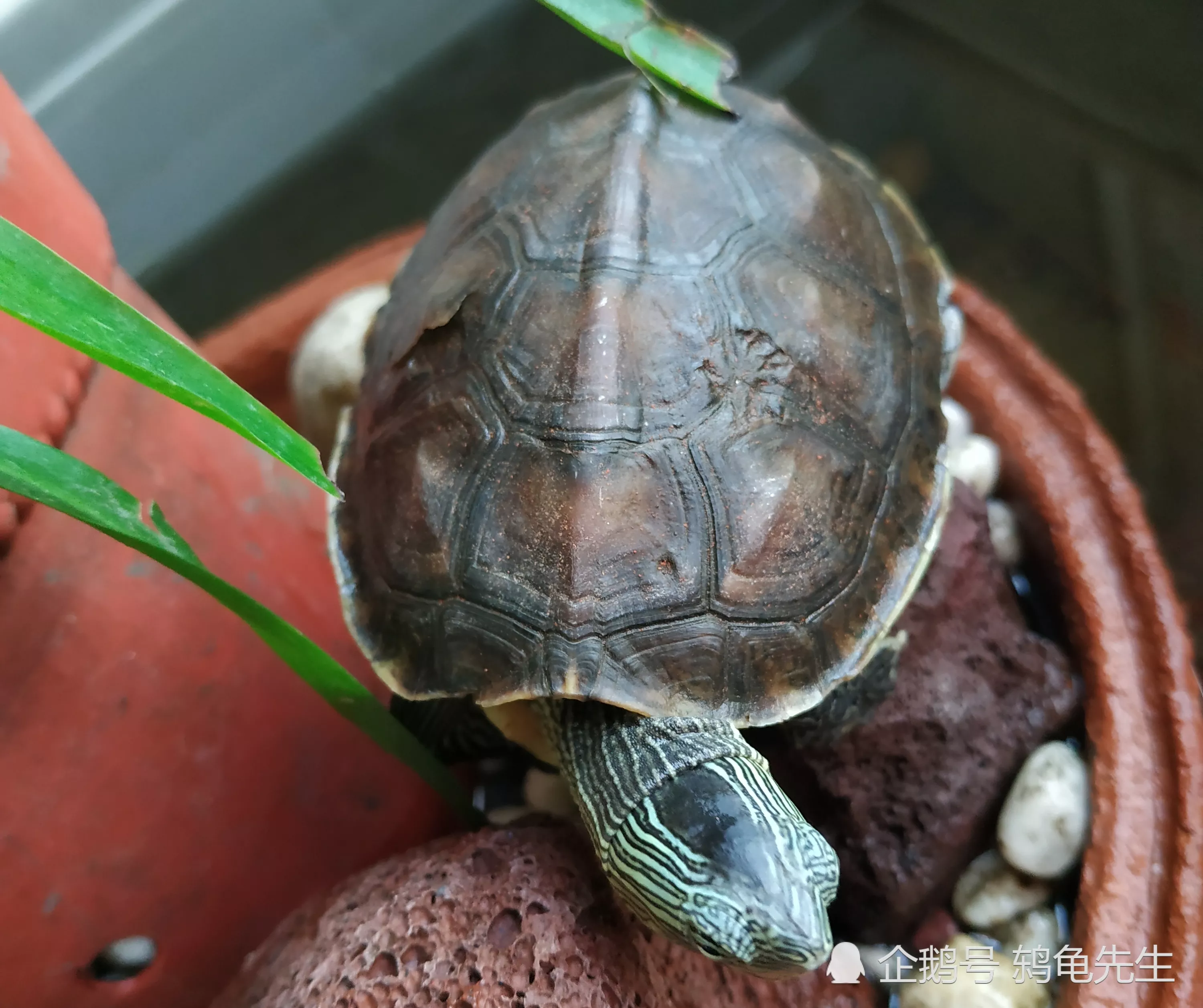 烏龜到了一天後領會死嗎：烏龜在太陽下暴晒一天會死嗎?