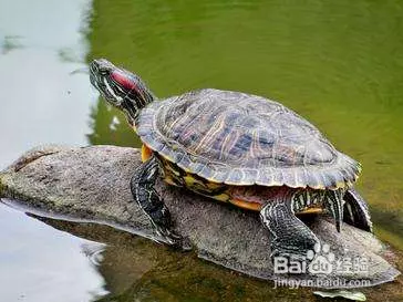 烏龜要怎麼養才不會死：怎樣飼養烏龜，才能讓它不死？烏龜死的原因是什麼？
