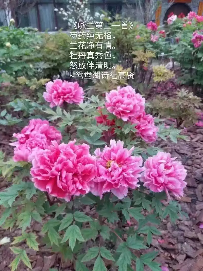 年4月4日出生什麼屬相：年4月4日五行屬什麼