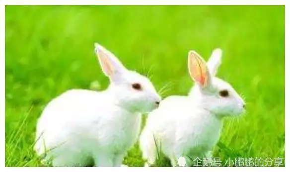 2、75年兔婚配什麼屬相最好:屬兔的屬相婚配大全75年屬兔的屬相婚配