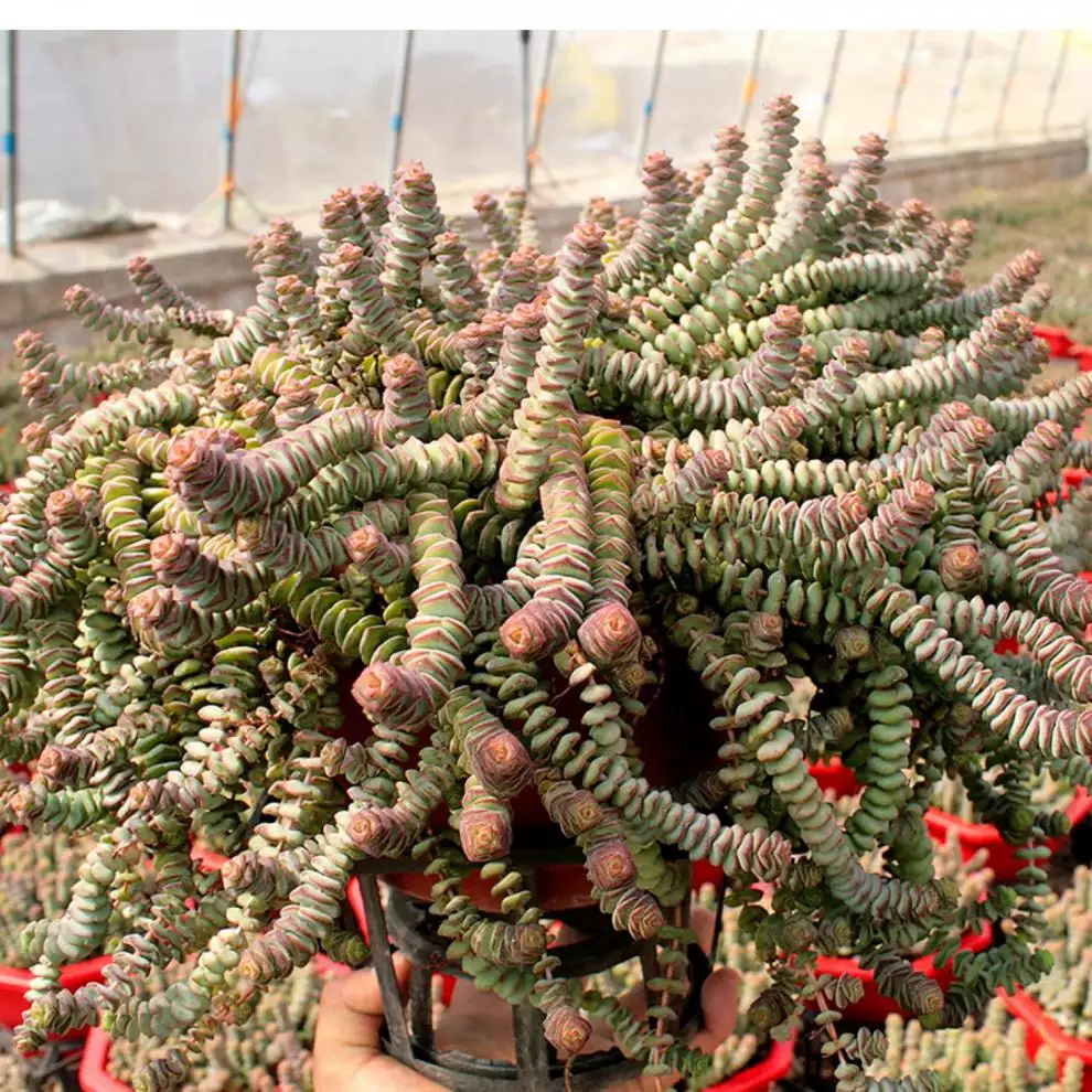 1、招財錢串串植物:什麼植物招財 納財